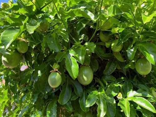 30PCS Purple Passion Fruit Seeds Passiflora Edulis Vine Passion Flower Seeds