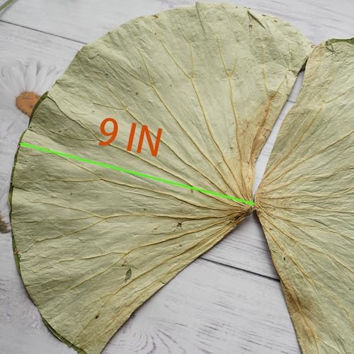 Rainlily Wen Dried Lotus Leaves Sushi Plate Decoration Whole Sheet 30 Pcs Food Wrapping Party Decoration Cooking Radius For 10'' Food Wrapping Party making Lo Mai Gai (30)