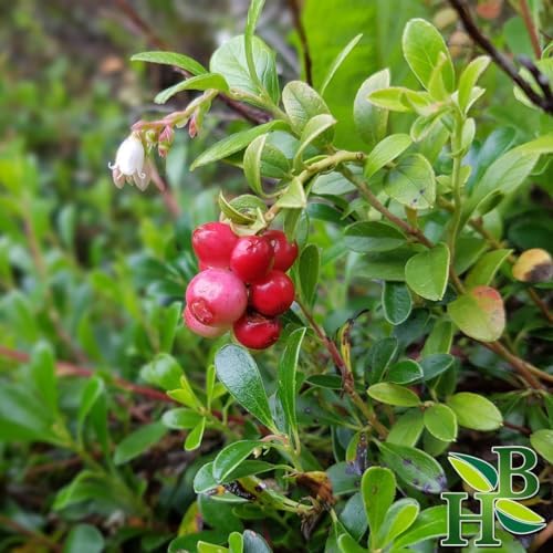 Herb To Body Uva Ursi Herb Leaves Whole - 4oz, Wildcrafted Arctostaphylos Pungens, Herbal Tea Loose Leaf for Uva Ursi Tea, Tinctures, Extracts, and Traditional Preparations