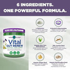 Vital Planet - Vital Gut Renew Powder Supplement for Leaky Gut Repair with L-Glutamine, Marshmallow and Ginger Root, DGL Licorice Root and Organic Aloe Vera, L Glutamine 6000mg 6.88 oz