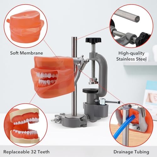 PER4MANCE Dental Typodont Mounting Pole Set (32 Removable Teeth Model Included) - 360° Rotating | Compatible with Kilgore, Columbia, Nissin, and Frasaco| Ideal for Education and Training