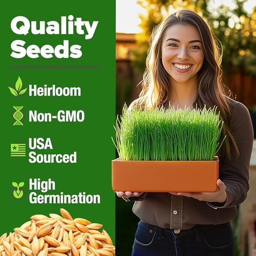 HOME GROWN Hard Red Winter Wheatgrass Seeds 12,000+ Bulk 1.5 lb Heirloom Non-GMO, Sprouting for Juicing, Healthy Smoothies, Pet Cat Grass, Microgreens, Indoor Garden (Triticum aestivum)