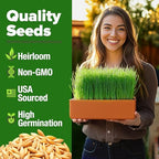 HOME GROWN Hard Red Winter Wheatgrass Seeds 12,000+ Bulk 1.5 lb Heirloom Non-GMO, Sprouting for Juicing, Healthy Smoothies, Pet Cat Grass, Microgreens, Indoor Garden (Triticum aestivum)