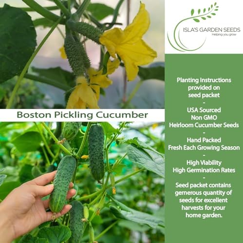 Boston Pickling Cucumber Seeds (Cucumis sativus)– 100+ Non-GMO Heirloom Seeds by Isla’s Garden Seeds, Ideal for Crisp Pickles, Fast-Growing, Great for Beds, Containers, Raised Gardens, Small Gift Idea