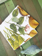 Zelten Zelten Colored Paper Napkins, 20 Count Shabby Chic Napkins for Wedding, Dinner Tea Party Shower Cocktail Napkins (Bergamot)