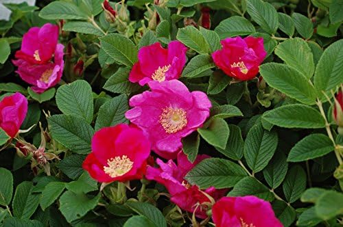 Rosa rugosa (Rugosa Rose) Rose, pink flowers, #2 - Size Container