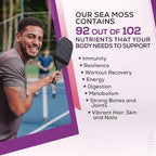 Purple Sea Moss Raw Organic| Makes 80oz of Gel - 100% Wild Crafted| Non-GMO Sun-Dried Mineral Rich Super Food for Energy| Booster Healthy, Immunity Digestion (4oz)