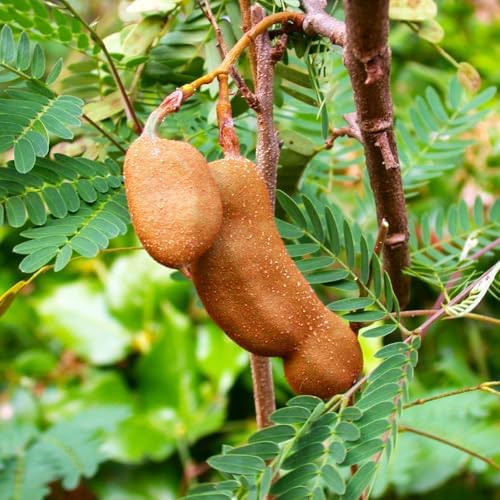 TomorrowSeeds - Tamarind Tree Seeds - 15+ Count - for 2026 Planting Tamarindus Indica Tamarindo Indian Date Imli Assam Asam Java Sweet Sour Pulp Tropical Fruit Trees Perennial Grow Your Own Home Farm