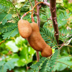 TomorrowSeeds - Tamarind Tree Seeds - 15+ Count - for 2026 Planting Tamarindus Indica Tamarindo Indian Date Imli Assam Asam Java Sweet Sour Pulp Tropical Fruit Trees Perennial Grow Your Own Home Farm