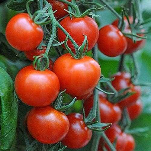 Mountain Magic F1 Hybrid Tomato Seeds (40 Seed Pack)