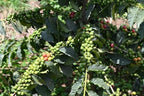 Kenya AA Grade Unroasted Green Arabica Coffee Beans from Kenyan Highlands - 100% Pure Arabica Coffee Beans With Optimal Flavor Freshness - Handpicked, Washed & Sun Dried - 3 LB