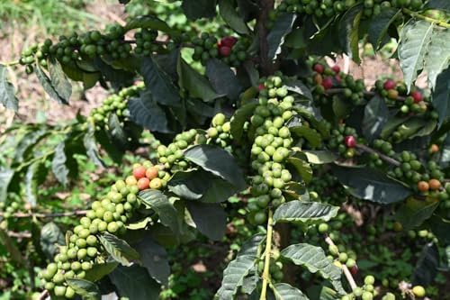 Kenya AA Grade Unroasted Green Arabica Coffee Beans from Kenyan Highlands - 100% Pure Arabica Coffee Beans With Optimal Flavor Freshness - Handpicked, Washed & Sun Dried - 3 LB