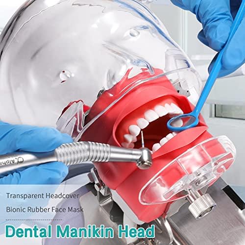 Dental Manikin Simulator Phantom Head - with Typodont Teeth Model Fixed on Chair 1:1 High Emulation 360-Degree Adjustable for Dental Schools Lab Training Education Practical Demonstration