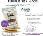Sea Moss | Purple | Makes 24oz of Gel | Raw + Non GMO | Sundried | WILDCRAFTED