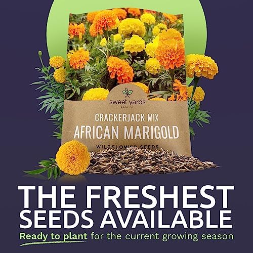 Sweet Yards African Marigold Seeds Mix Crackerjack Mix - Bulk 1 Ounce Packet - Over 10,000 Seeds - Huge Orange and Yellow Blooms - Adaptable to All US Regions - Pollinator Friendly