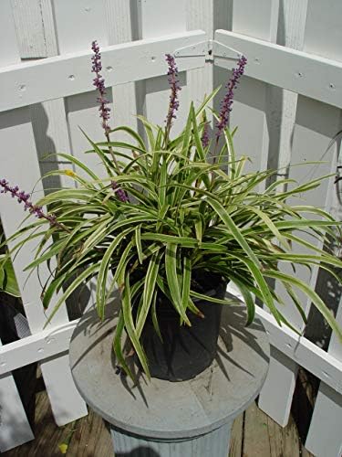 Liriope muscari 'Variegata' (Variegated Lilyturf) Perennial, varigated foliage with lavender flowers, 1 - Size Container