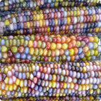 100 Glass Gem Corn Seeds Non-GMO Popcorn Delicious Jewel-Toned Glass-Like Kernels Grown in USA Rare Ornamental and Edible HARLEY SEEDS Zea mays