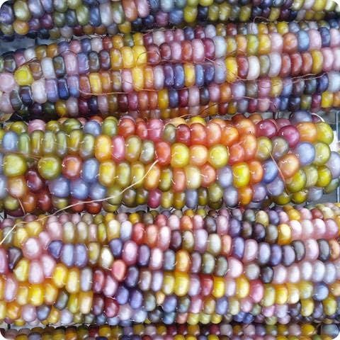 100 Glass Gem Corn Seeds Non-GMO Popcorn Delicious Jewel-Toned Glass-Like Kernels Grown in USA Rare Ornamental and Edible HARLEY SEEDS Zea mays