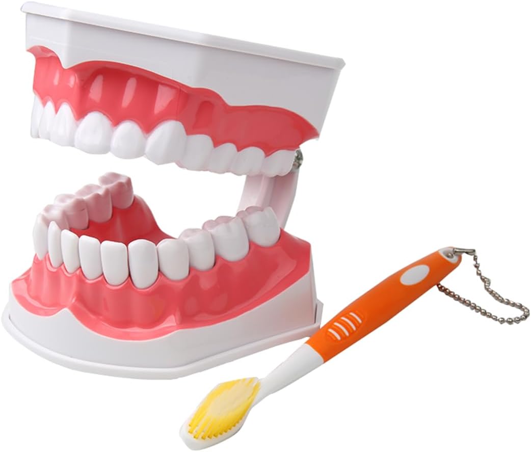 Dental Teeth Model with Denture Toothbrush，2 Times Enlarge，Denture Mouth Model for Demonstration and Teaching Tools