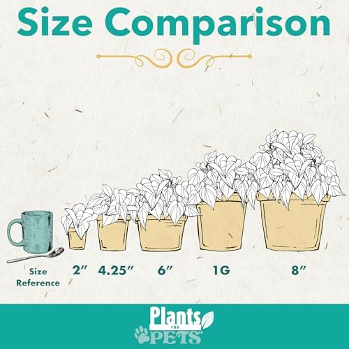 String of Dolphins Plant Live Succulents, Succulents Plants Live in Hanging Planter, Succulents Live Plants Indoor Plants Live Houseplants, Hanging Plants Live Succulent Plants Live by Plants for Pets