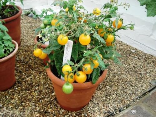 Sun Gold Cherry Tomato Plants, Two (2) Live Plants, Non-GMO, Indeterminate, Orange-Yellow Cherry, 4" to 6" Tall