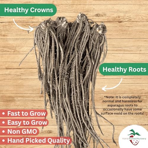 Millennium Asparagus Roots - Cold Hardy and Exceptionally High Yields - 2yr Asparagus Crowns from Hand Picked Nursery (50)