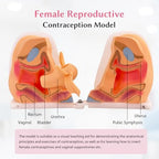 JNMFTD Female Gynecological Manikin，Woman Genitals IUD Vaginal Reproductive System Training Anatomy Model with Accurate Structure 3D Product Manual Card for Teaching Presentation Practical Operation