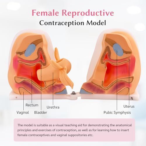 JNMFTD Female Gynecological Manikin，Woman Genitals IUD Vaginal Reproductive System Training Anatomy Model with Accurate Structure 3D Product Manual Card for Teaching Presentation Practical Operation