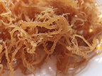 Organic SEA Moss (RAW) 1 LB - Irish Moss DR SEBI NDQ