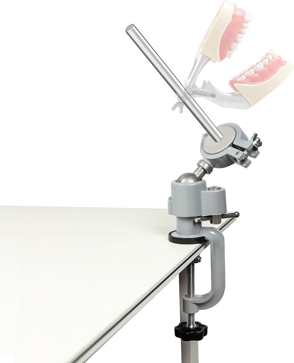 Typodont Teeth Model Training Mount, Pole Teeth Model Mount Fixed on Desk Training Manikin Dental Schools Education Practical Typodont 360° Motion
