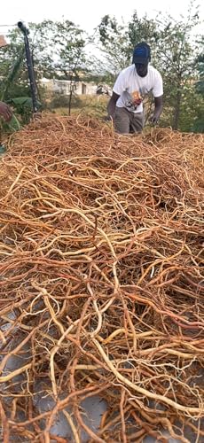 Jamaican Sarsaparilla Root (Smilax reglii) Cut and Sifted, Wild-Harvest