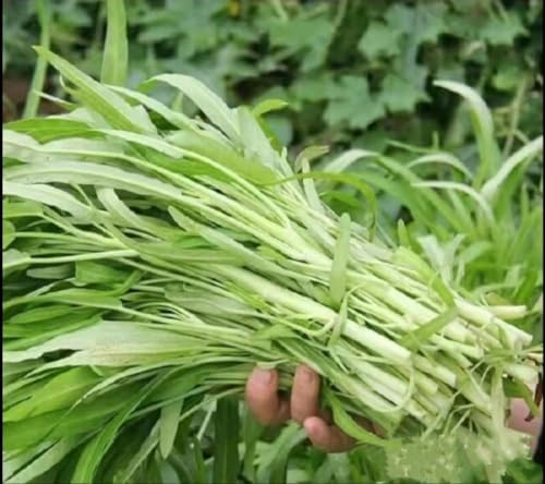 1000 Seeds Water Spinach White for Yard & Garden - Non-GMO, Green Leaf Vegetable Seeds for Planting - 97% Germination, Produced in The US