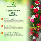 Outsidepride Mixed Cypress Vine Seeds - 100 Pcs Annual Flower Seeds with Nectar-Rich, Star-Shaped Flowers & Feathery, Fern-Like Leaves for Fences, Trellises, Pergolas & Vertical Gardens