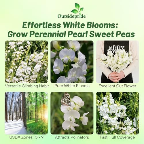 Outsidepride Pearl White Sweet Pea Seeds - 200 Pcs Perennial, Easy to Grow, Vine Seeds for Planting Fragrant, Long-Lasting Flowers with Free-Flowering Habit & Tall Size for Vertical Gardens