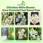 Outsidepride Pearl White Sweet Pea Seeds - 200 Pcs Perennial, Easy to Grow, Vine Seeds for Planting Fragrant, Long-Lasting Flowers with Free-Flowering Habit & Tall Size for Vertical Gardens