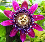 Passionfruit Mix 50+ Seeds Flowers Easy to Grow Planting