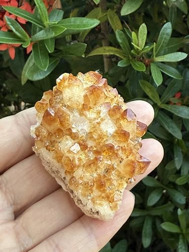 GAF TREASURES Large Raw Citrine Cluster, Citrine Cluster, Citrine Rock (Citrine Cluster, 1 Piece)