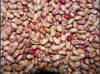 35 Pounds Cranberry Beans