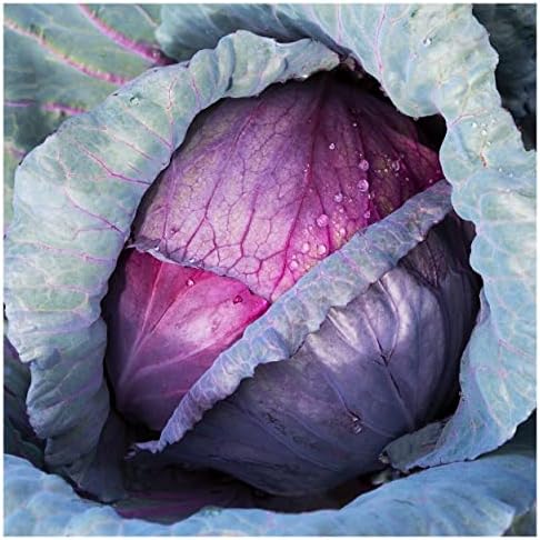 Everwilde Farms - 250 Organic Red Acre Cabbage Seeds - Gold Vault Packet