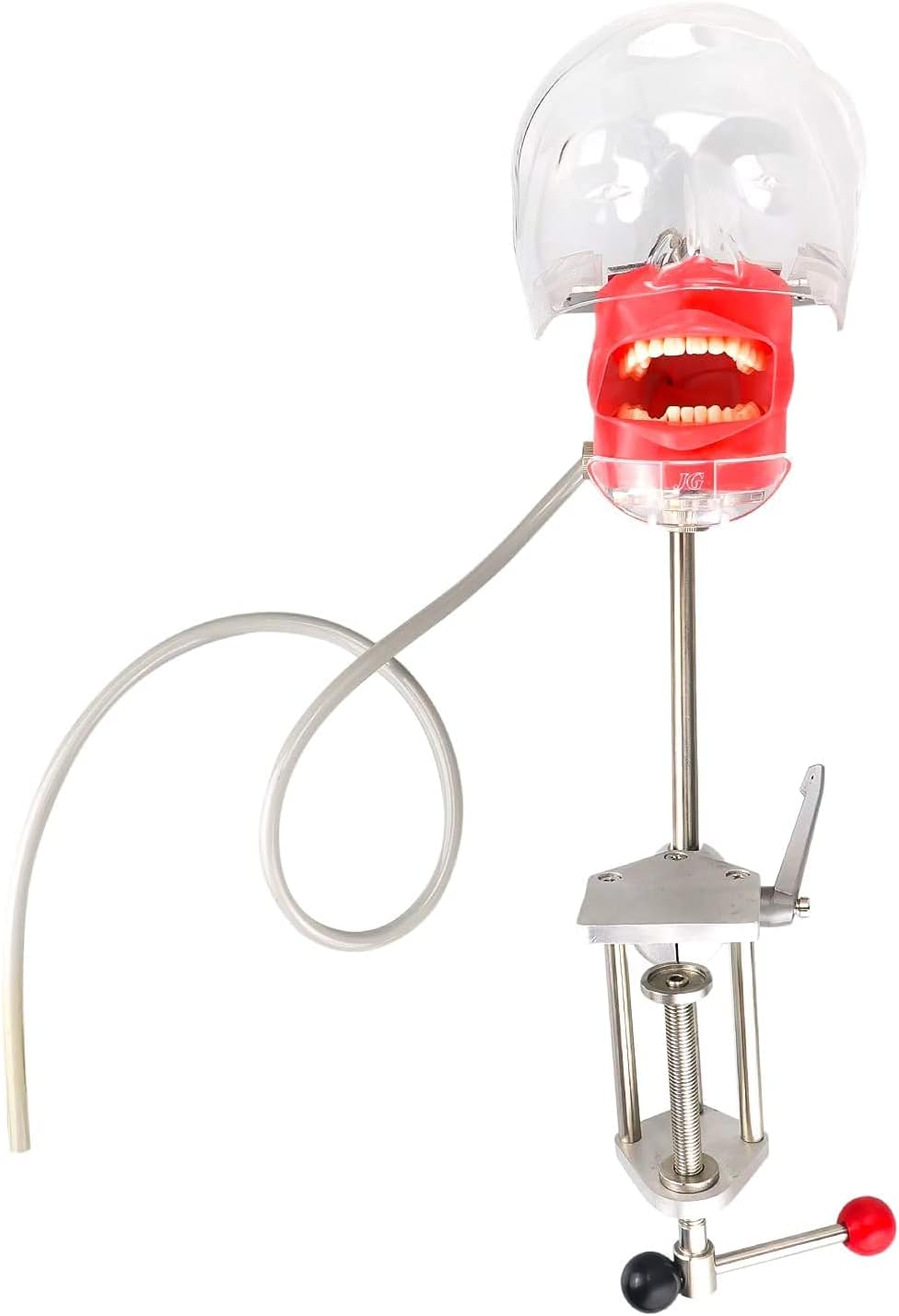 Dental Simulator Manikin Phantom Head Plastic Educational Dental Teeth Model with Bench Mount for Education Fix on (Table Type)