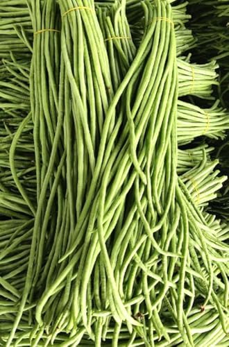 30PCS Green/Red Yard Long Bean Seeds Asian Noodle Asparagus Bean Seeds Non-GMO Heirloom