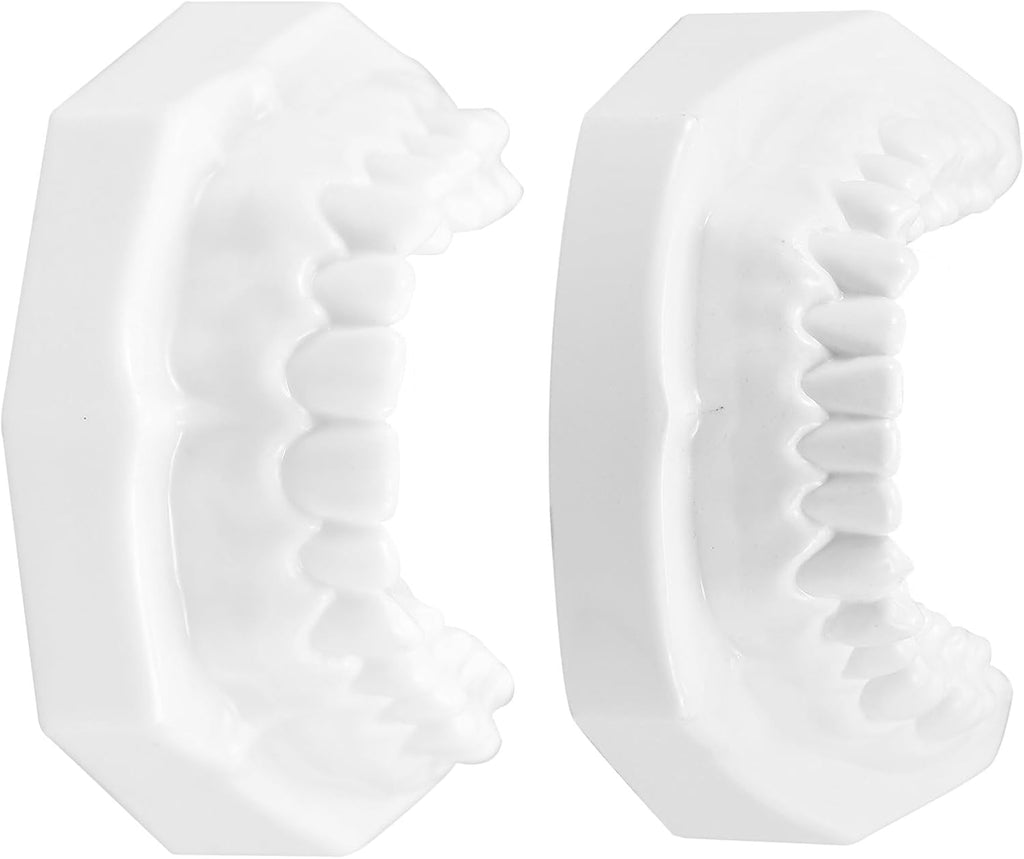 Standard Tooth Model with Extractable Teeth and Soft Gum for Adult Dental Teaching and Flossing Practice for Study and Professional Education
