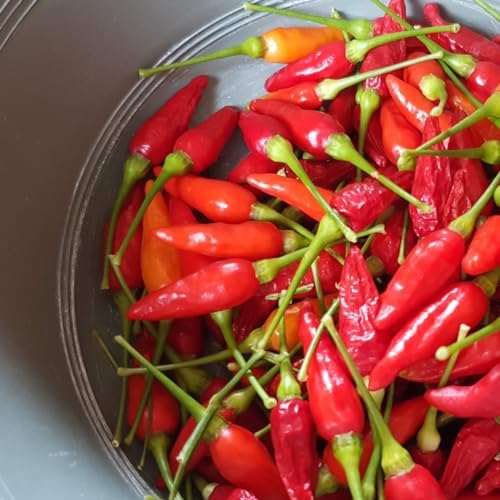 GranAroma Bird's Eye Chile Powder, 4 oz, Thai Chili Powder, Hot & Spicy, Flavorful