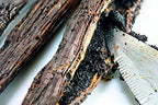 Organic Vanilla Extract - Made with Bourbon Madagascar Vanilla Beans - 4 fl oz – For Baking, Desserts, Home Cooking and Chefs