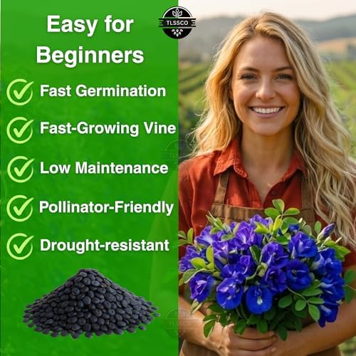 50+ Butterfly Pea Flower Seeds for Planting, Non-GMO Flower Seeds, Blue Butterfly Pea Vine (Clitoria Ternatea) Asian Pigeonwings -Tropical Vine Plant - Edible Flower Seeds