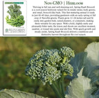 Spring Raab Broccoli Seeds (aka Rabe, Rapini, Broccolini) – 300+ Non-GMO & Heirloom Seeds, Brassica oleracea, Fast-Maturing Cool Season Green, by Isla’s Garden Seeds, Gift Idea for Home Gardens