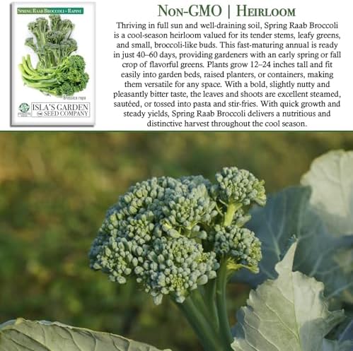 Spring Raab Broccoli Seeds (aka Rabe, Rapini, Broccolini) – 300+ Non-GMO & Heirloom Seeds, Brassica oleracea, Fast-Maturing Cool Season Green, by Isla’s Garden Seeds, Gift Idea for Home Gardens