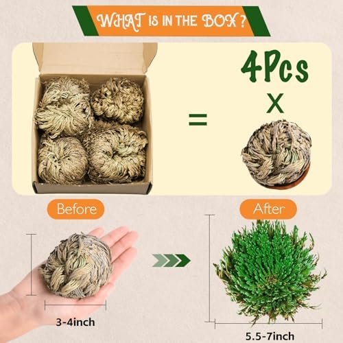 4-Pack Large Premium Dried Rose of Jericho, Selaginella Resurrection Grass, Dried Fern Scale Leaf Prayer Plant, Symbol of Abundance and Prosperity, Ideal for Home Decoration and Spiritual Healing