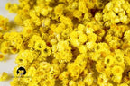 Immortelle (Helichrysum Pallasii) 1 OZ (30g) Dried Flowers Loose Herbal Tea | Wild-Harvested from the Mountains of Armenia | Naturally Sourced with Rich Aroma and Distinct Flavor | Handpicked & Premium Quality