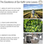 Premium Dried Kaffir Lime Leaves - 0.51 oz (14.5g) Pack for Authentic Thai Flavor (D)